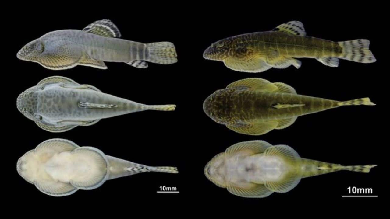 Remarkable Discovery: Researchers found three new fish species in Asia