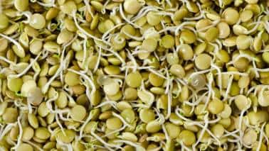 Detoxification: Enzymes in sprouts aid in detoxifying the body by supporting liver function and facilitating the elimination of toxins. (Image: Canva)