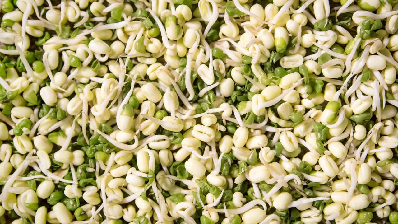 Nutrient-Rich: Sprouts are densely packed with vitamins (A, C, and K), minerals (iron, calcium, magnesium), and antioxidants crucial for maintaining overall health and vitality. (Image: Canva)
