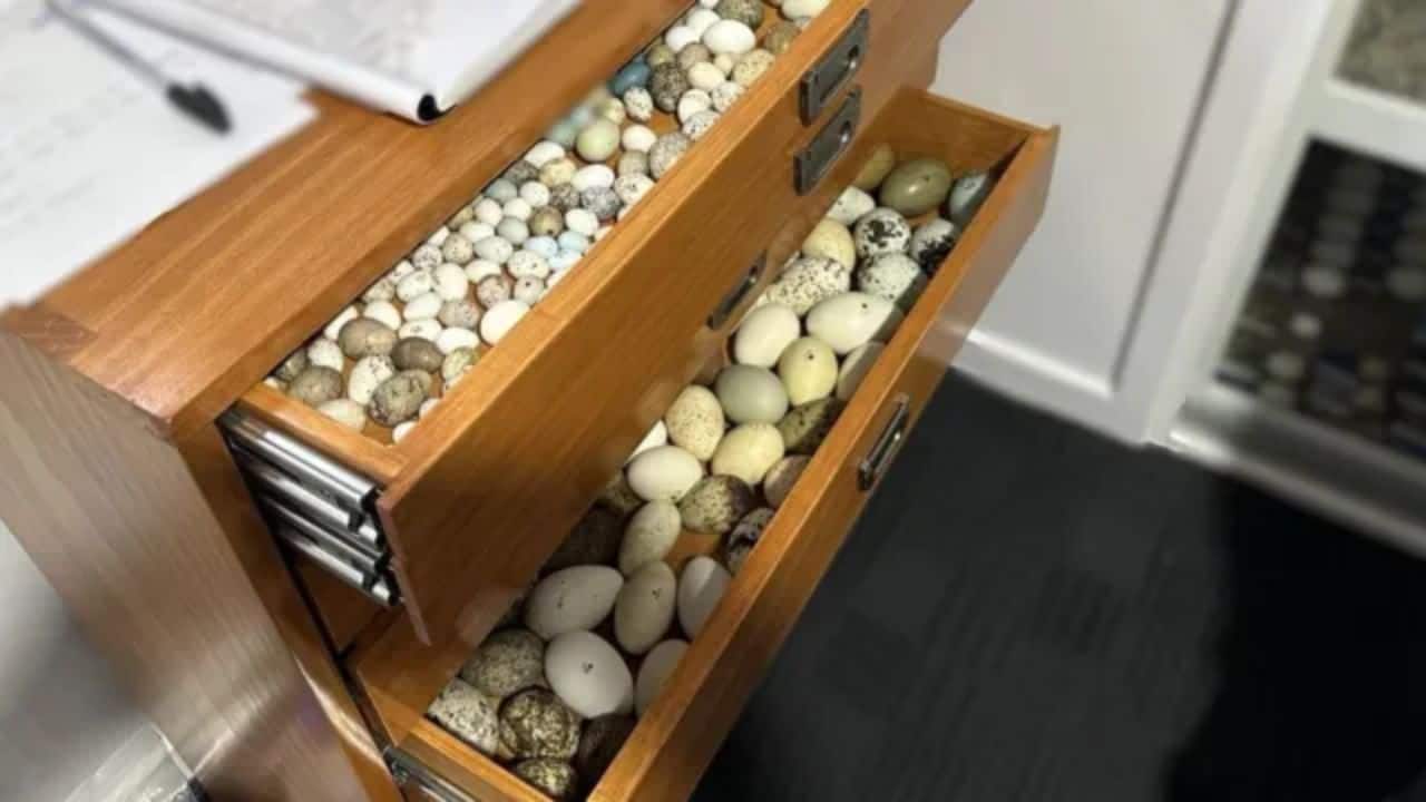 More than 3000 endangered birds eggs got seized during raid in Tasmania More than 3000 endangered birds eggs got seized during raid in Tasmania