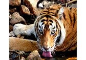 628 tigers died in India in past five years: Govt data