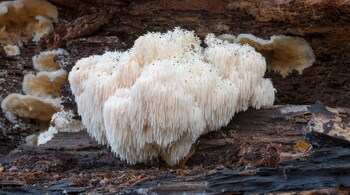 Lion's mane (Hericium erinaceus) is a distinctive fungus known for brain power enhancements (Image:Canva)