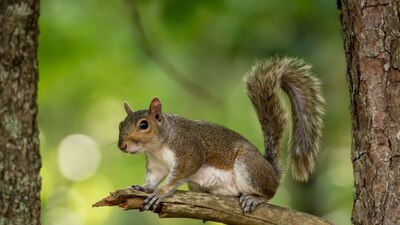 Eastern Grey Squirrel (Representative Image - Canva)