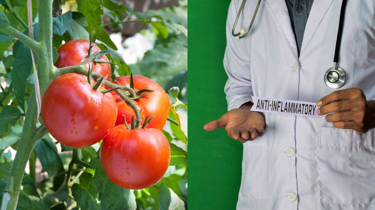 Anti-inflammatory properties: Lycopene and other compounds in tomatoes have anti-inflammatory effects, which can help reduce inflammation in the body. This may alleviate symptoms of chronic inflammatory conditions like arthritis. (Images: Canva)