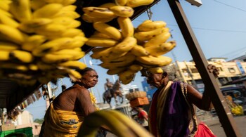 Bananas and chillies have been contributing more to output as trade jumps