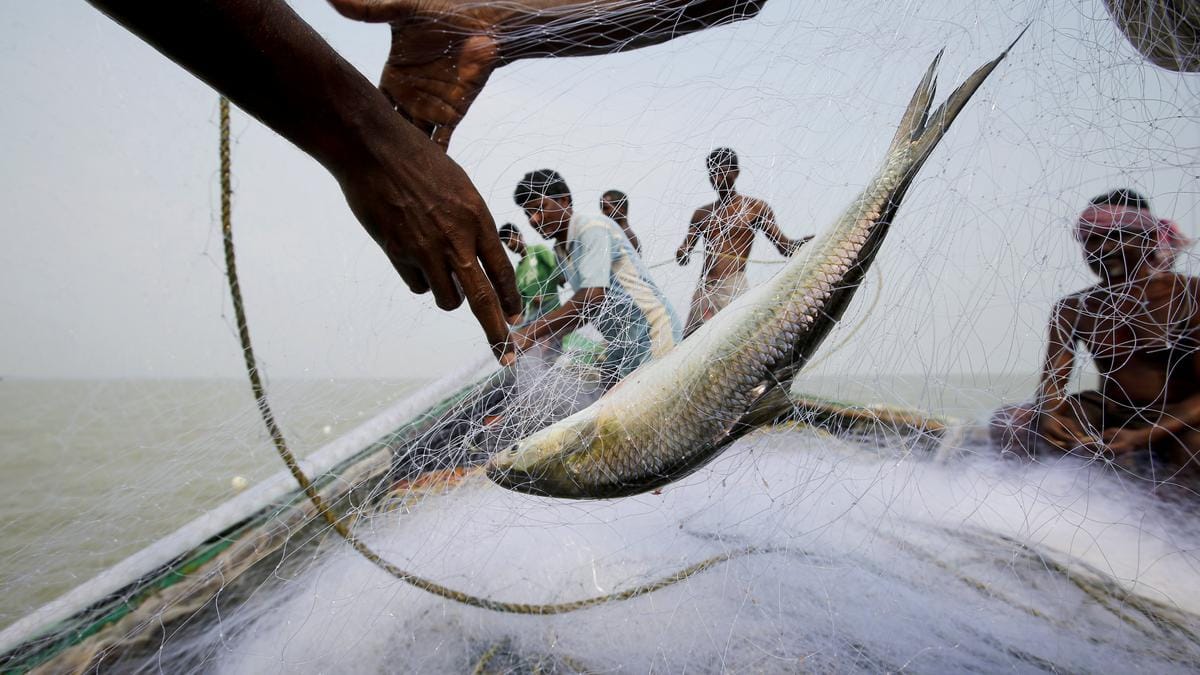 Off the Menu: Bangladesh halts exports of Padma Hilsa ahead of Durga Puja, leaving fish lovers in Kolkata disappointed Off the Menu: Bangladesh halts exports of Padma Hilsa ahead of Durga Puja, leaving fish lovers in Kolkata disappointed