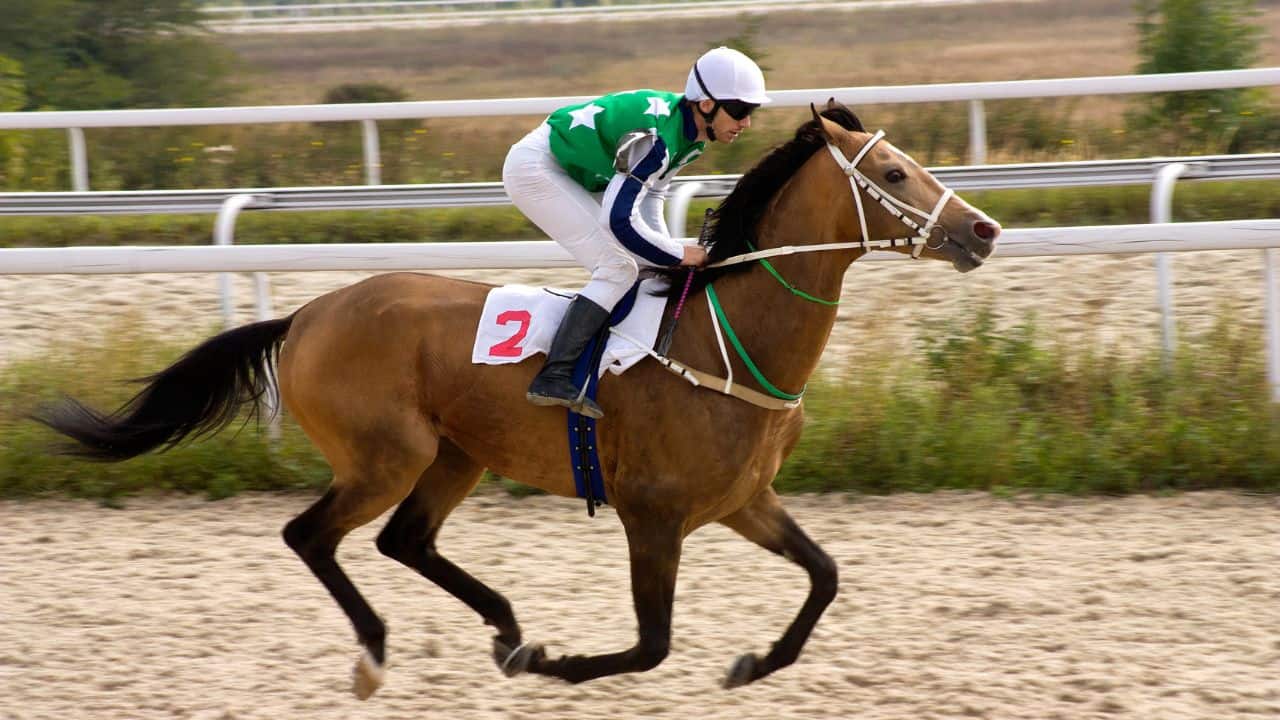 Gut feelings: Study suggests racehorse poop might help predict future winners