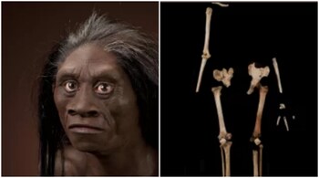 Homo floresiensis, nicknamed the 'hobbit'. (Images credit: humanorigins.si.edu)