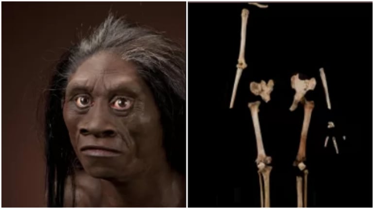 7,00,000-year-old fossil confirms existence of ancient, 3-feet tall ...