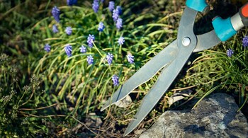 Health benefits of gardening: Studies have shown that spending time in green spaces can lower cortisol levels, the hormone responsible for stress (Image: Canva)