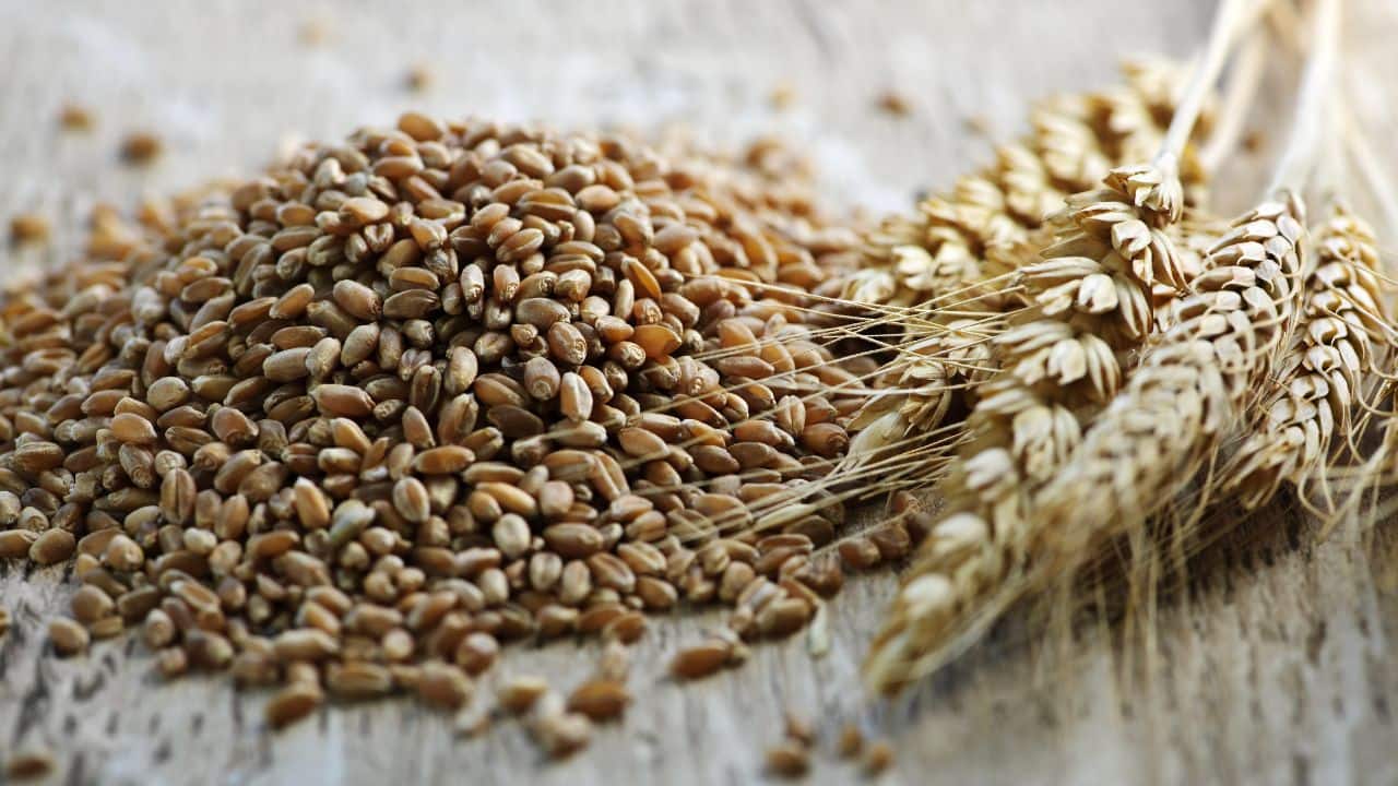 Favourable March weather likely to support India’s wheat production in 2025