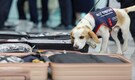 South Korea deploys sniffer dog to screen for bedbugs after Paris Games