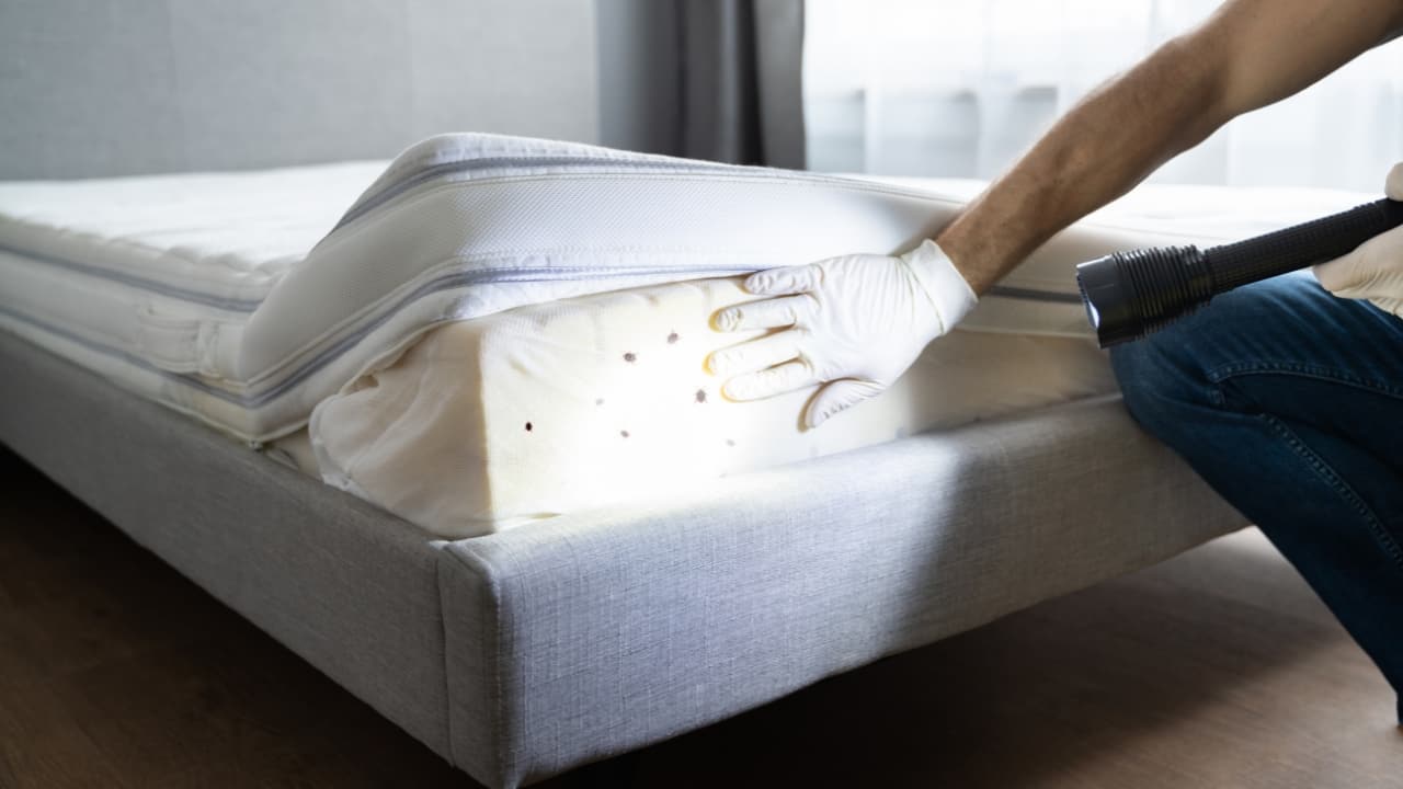 Image showcasing 7 simple remedies to get rid of bed bugs and their eggs, from essential ...