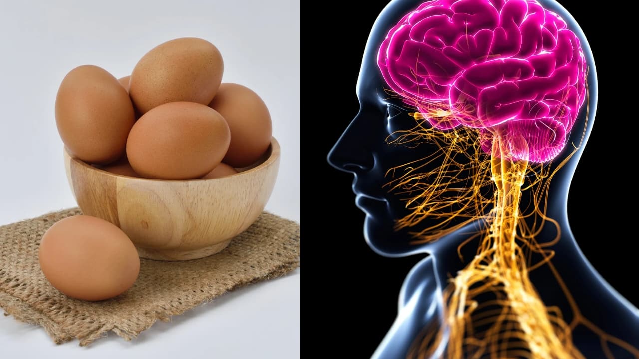 4.Promotes brain health: Choline, found in significant amounts in eggs, is crucial for the synthesis of acetylcholine, a neurotransmitter involved in memory and learning. Adequate choline intake is linked to improved cognitive function and may support brain development in infants. (Image: Canva)
