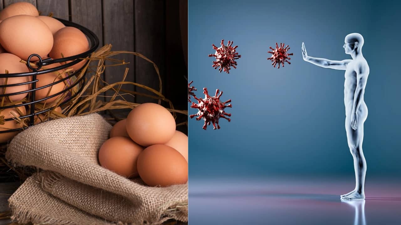 5.Boosts immune function: Eggs provide a variety of nutrients that support the immune system. Vitamin A helps maintain healthy skin and mucous membranes, which act as barriers to infection. Zinc is crucial for immune cell function and the overall immune response. (Image: Canva)