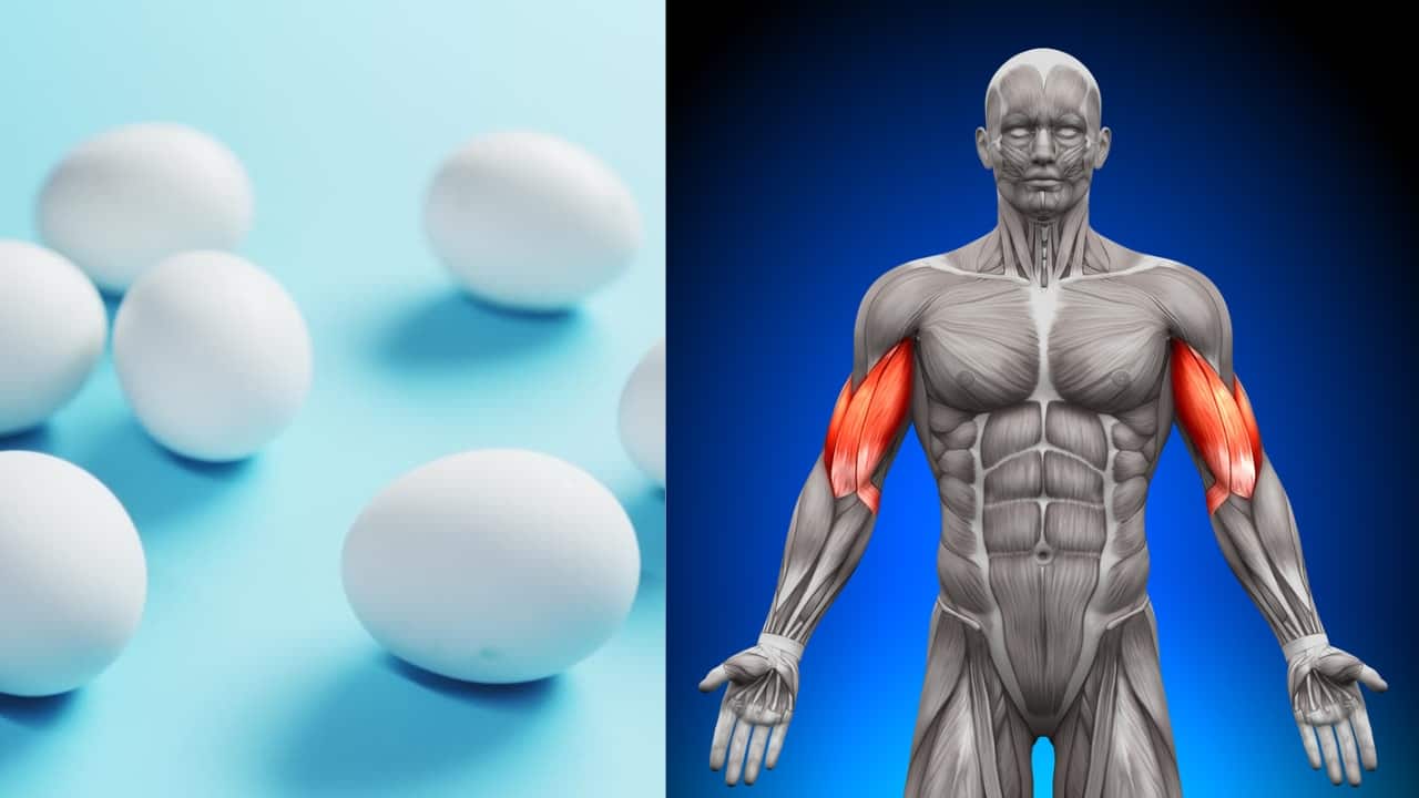 9.Enhances muscle mass: The high-quality protein in eggs supports muscle synthesis and repair, which is beneficial for building and maintaining muscle mass. This is particularly important for athletes and those engaged in strength training. (Image: Canva)