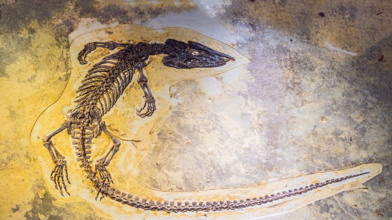 Heavy rains uncover World's oldest dinosaur fossil in Brazil: Check its age, size and more