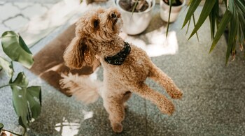 Health benefits of pets: Having a pet can provide companionship, reduce stress, and increase opportunities for social interaction (Image: Canva)