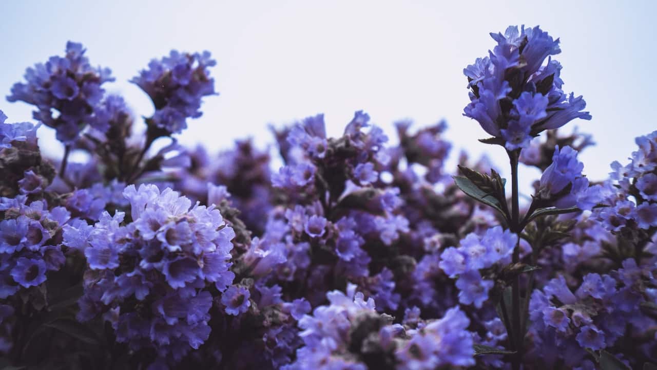 Neelakurinji Added to IUCN Red List as Vulnerable Species (Image: Canva)