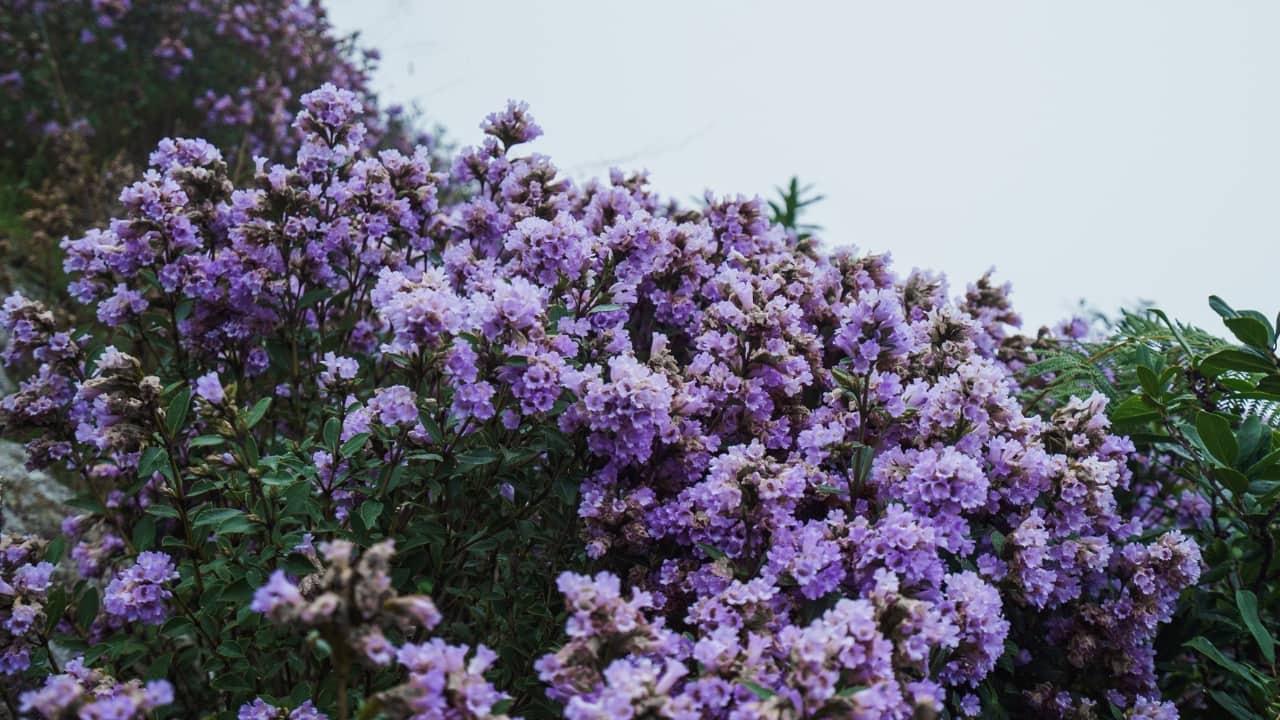 Neelakurinji: A Rare 12-Year Bloom May Soon Vanish Forever