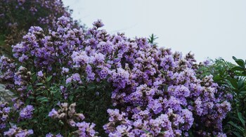 Neelakurinji Added to IUCN Red List as Vulnerable Species (Image: Canva)