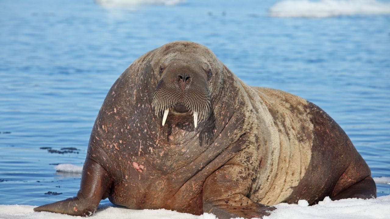 Extinct walrus-like mammal discovered in the North Atlantic; learn more about this animal