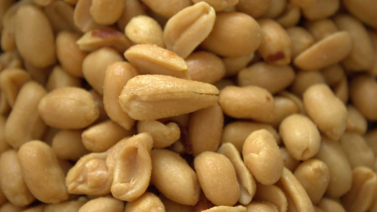 Gut Health: • Fibre: The fibre in peanuts promotes healthy digestion and can help prevent constipation and other digestive issues. • Probiotics: Peanuts are a source of beneficial bacteria, which support gut health and boost immunity. (Image: Canva)