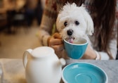 Best pet cafés: 6 things to check in a pet-friendly café