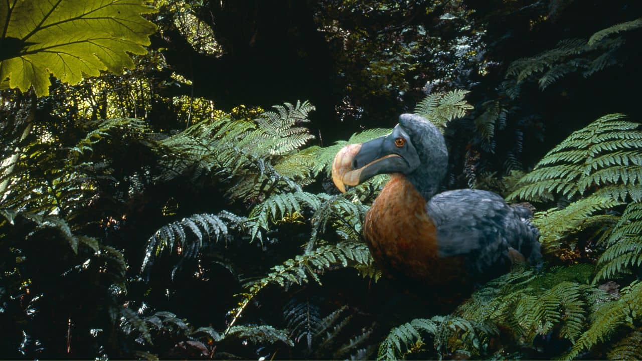 The true story of dodo: Why this extinct bird is the most misunderstood and where researchers went wrong