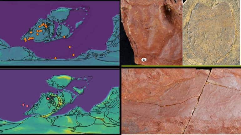 Illustration of the studied Australian eurypterids and the paleobiogeographic spread of pterygotid eurypterids during the Silurian and Devonian periods. (Image: Gondwana Research, 2024)
