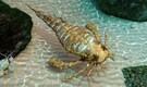 Scientists uncover fossils of giant sea scorpions as large as humans, dating back 444 million years