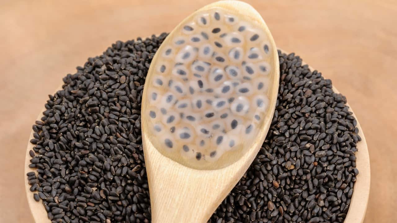 Basil seeds (sabja) Soaking basil seeds for 15–30 minutes transforms them into a gel-like substance that aids digestion and cools the body. These seeds are rich in fibre, which helps with weight management by keeping you full for longer. Basil seeds also have anti-inflammatory properties and are often used in refreshing drinks or desserts, particularly in warm weather. (Image: Canva)