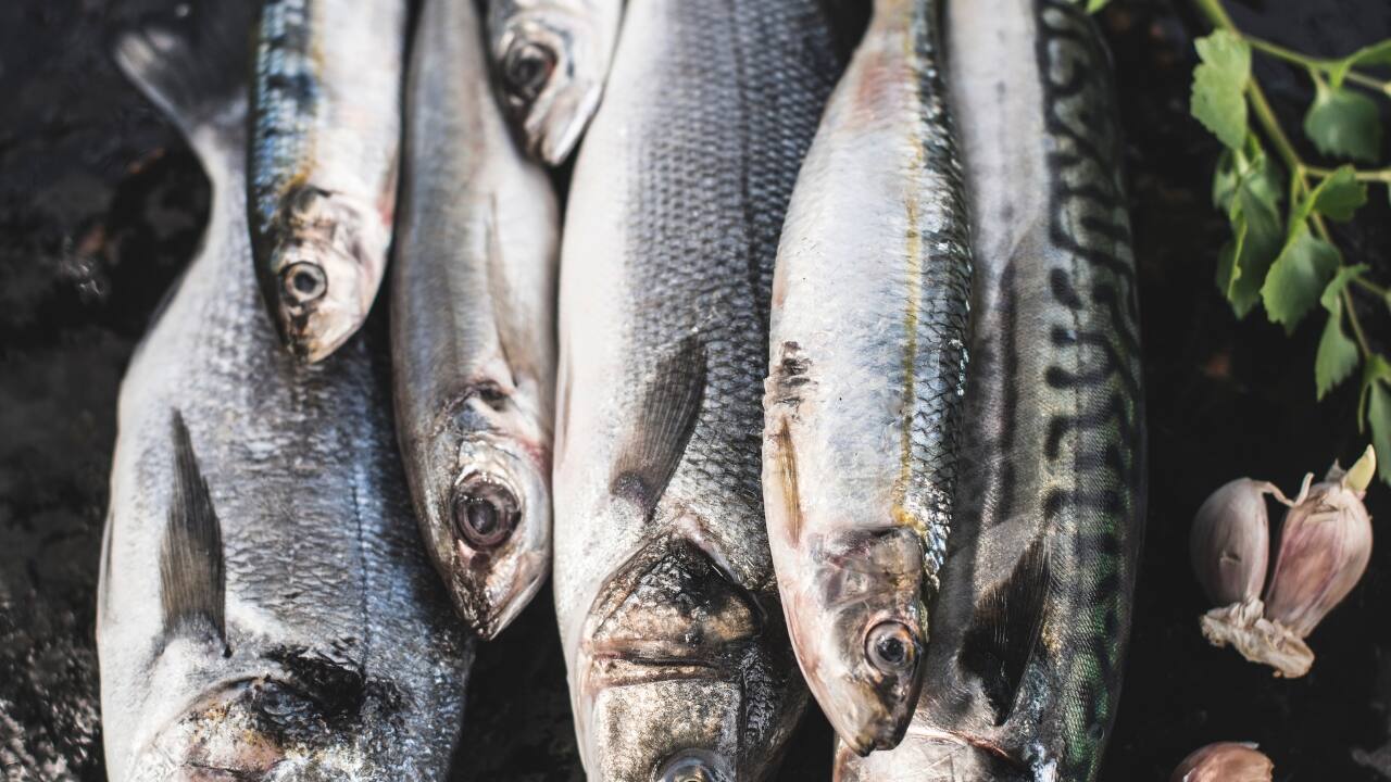 Fatty Fish Fatty fish like salmon, trout, and sardines are rich in omega-3 fatty acids, which are crucial for brain health. These healthy fats are vital for building brain and nerve cells, which are essential for learning and memory. Regular consumption can slow age-related cognitive decline, reduce the risk of Alzheimer’s, and improve mental focus and clarity. (Image: Canva)