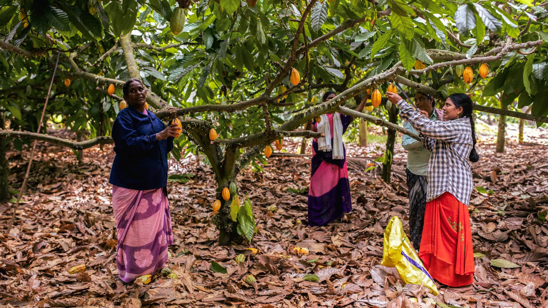 First come the cacao pods - a single mature tree (aged 3 years and above) can produce up to 30 pods at a time. (Photo by Hashim Badani, courtesy Manam)