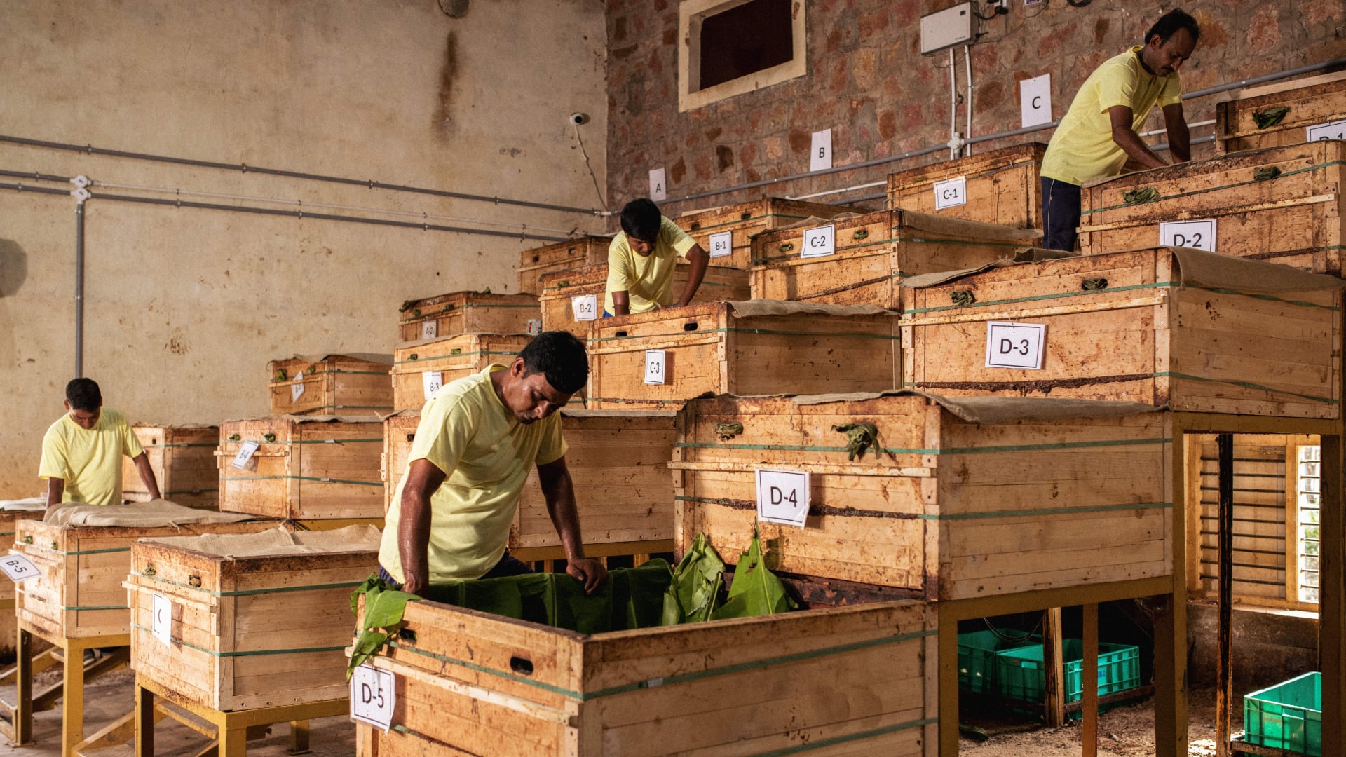 Cacao being fermented in boxes lined with cacao leaves. (Photo by Hashim Badani via Manam)