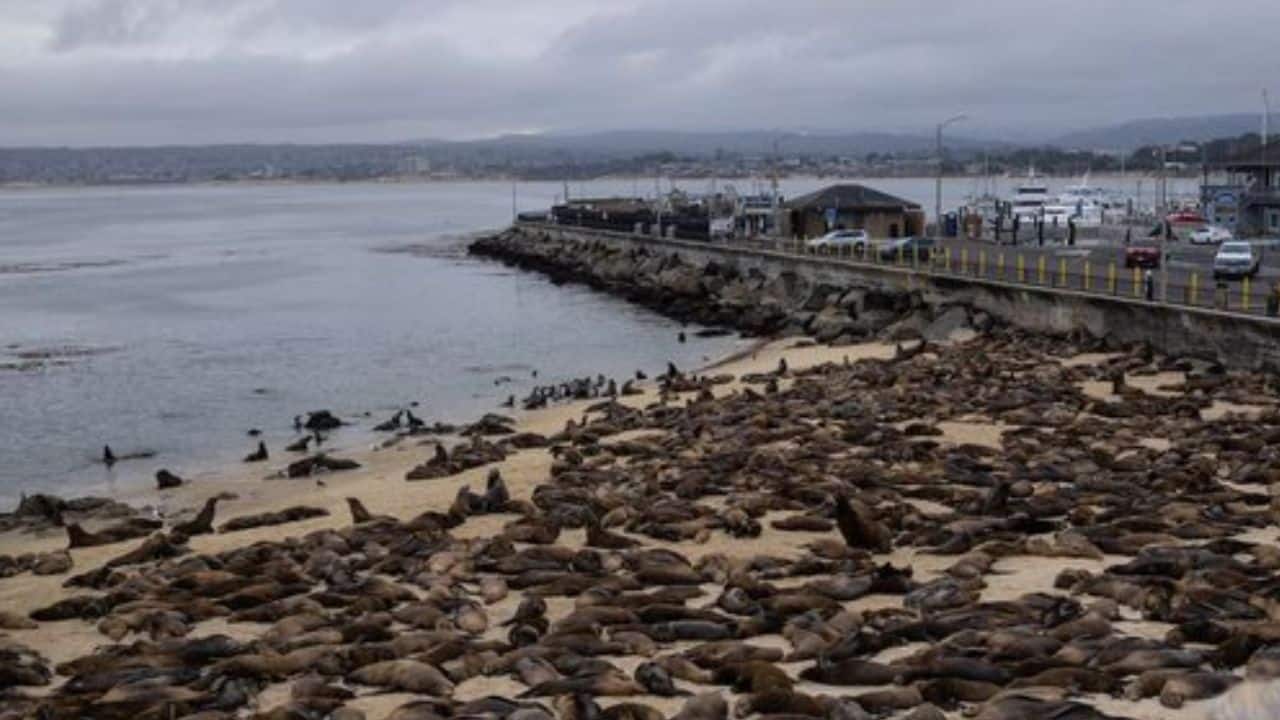 Hundreds of sea lions take over California beach; you won't believe why!