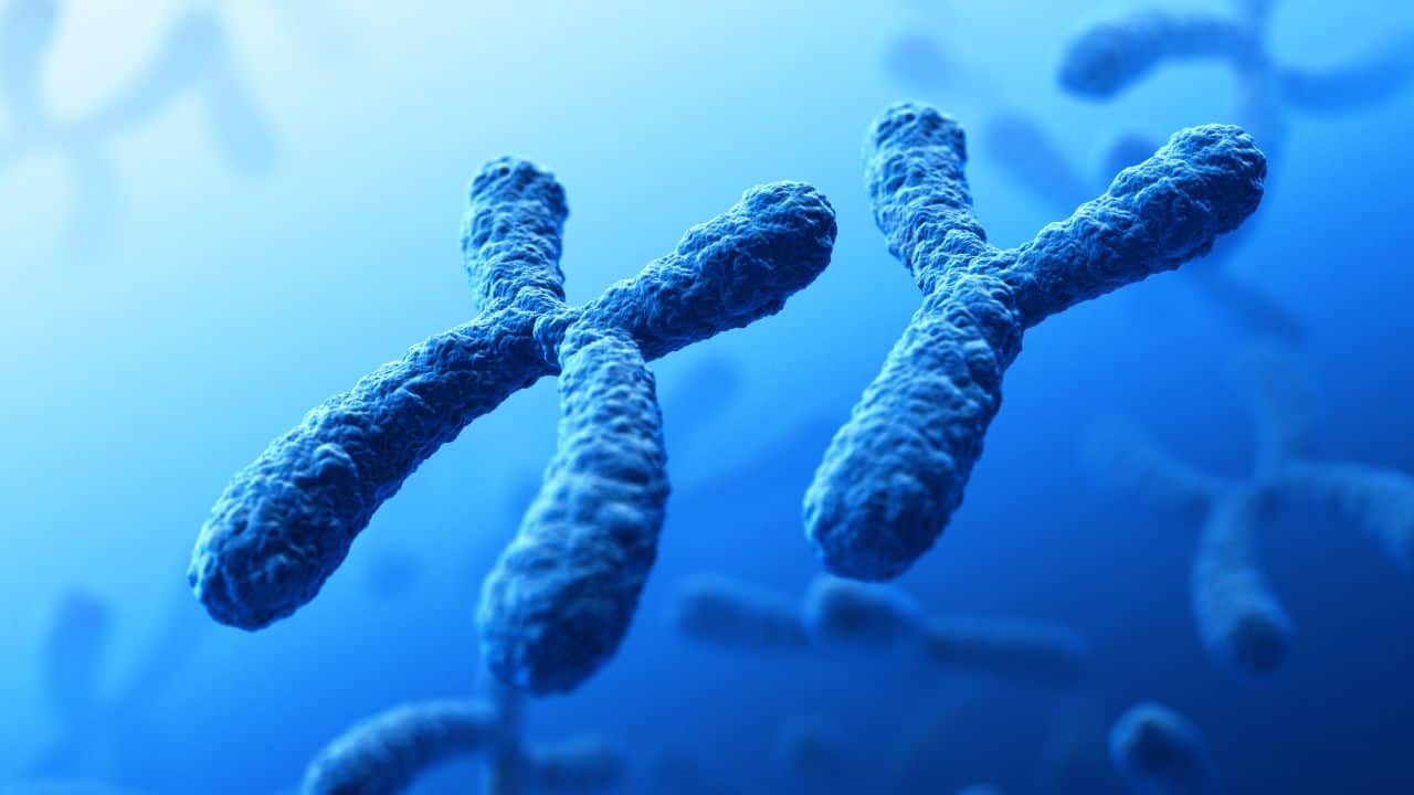 Y chromosome disappearing slowly: Is the world moving towards a male-less future?