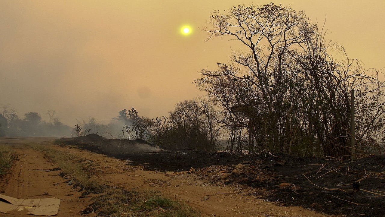 Massive fires to hurt sugar output in top exporter Brazil, may impact global supply, prices
