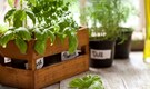 Want to grow plants but have no space? No problem, container gardening is here