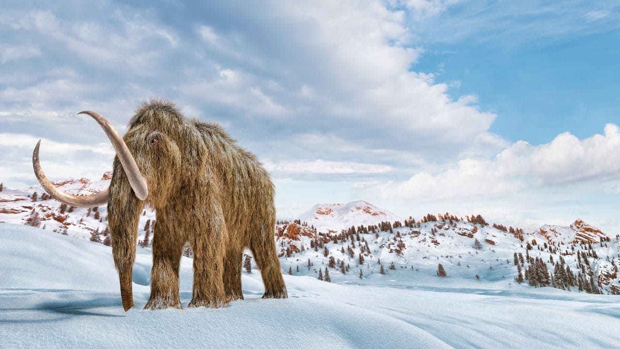Wooly mammoths’ mysterious extinction: New study reveals why these giant species disappeared