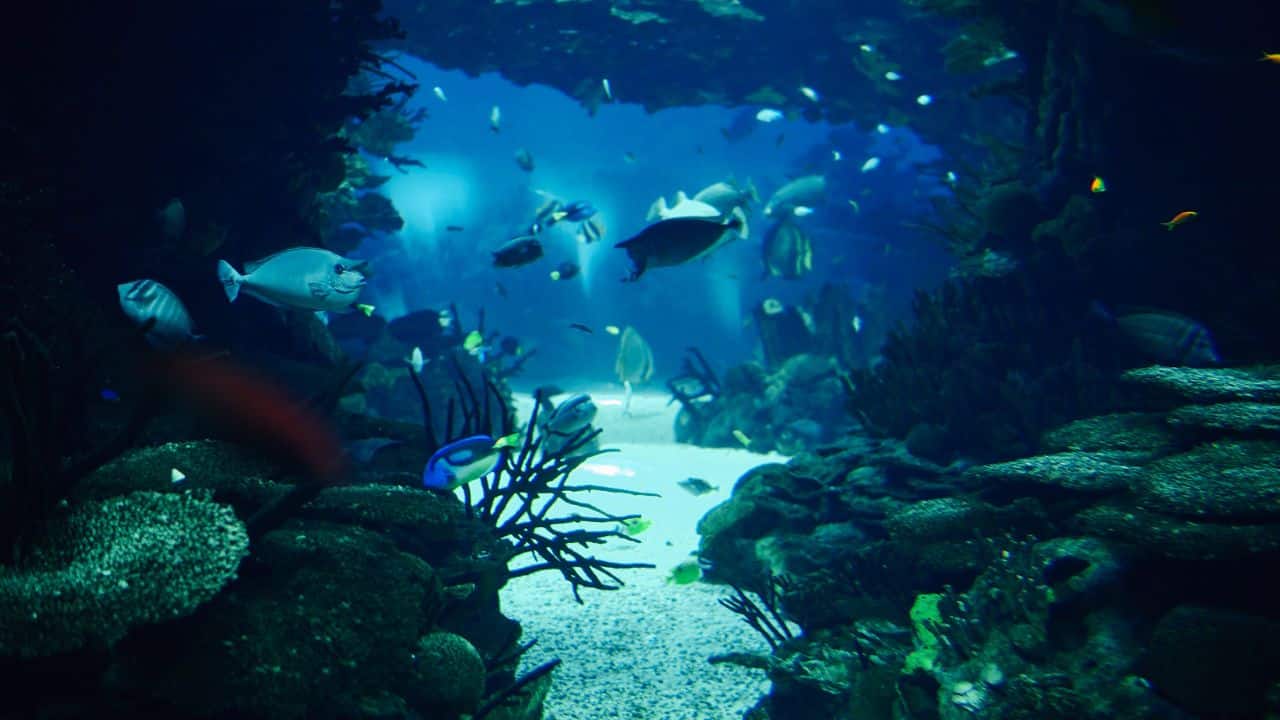 Deep beneath the ocean might lie alien life amid dark oxygen, says new study