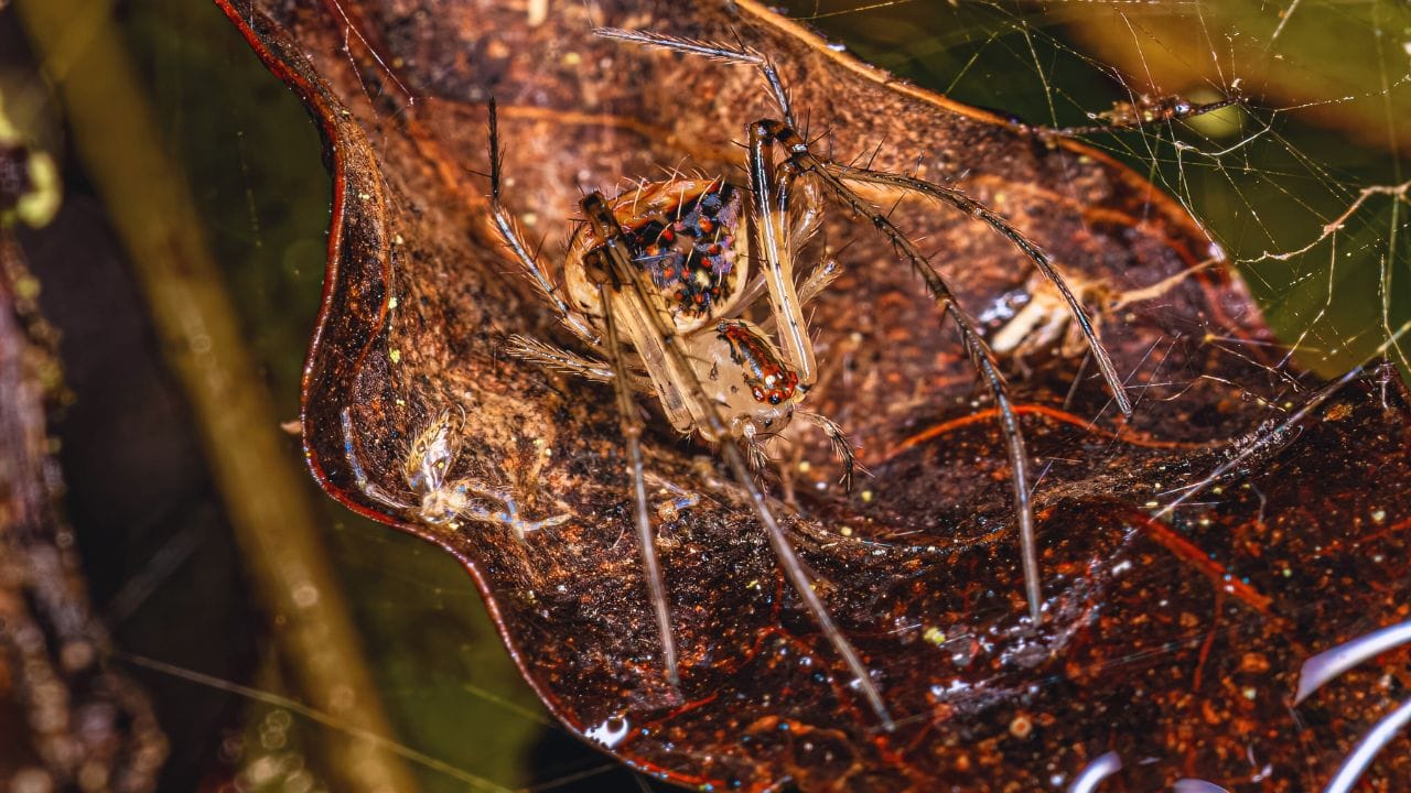 Two hidden spider species found in Western Ghats after 118 years; discover their names