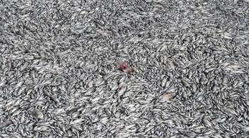 Dead fish are seen floating in the waters of the port of Volos, central Greece. (Image credit: AFP)