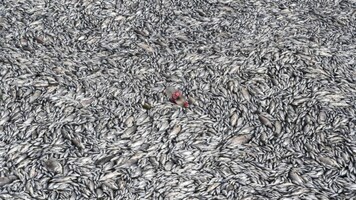 Over 100 tons of rotting dead fish raise a stink in Greek city as country declares emergency. Watch