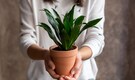 From nutrient deficiency to lack of light and more, fix common houseplant problems with these tips From nutrient deficiency to lack of light and more, fix common houseplant problems with these tips