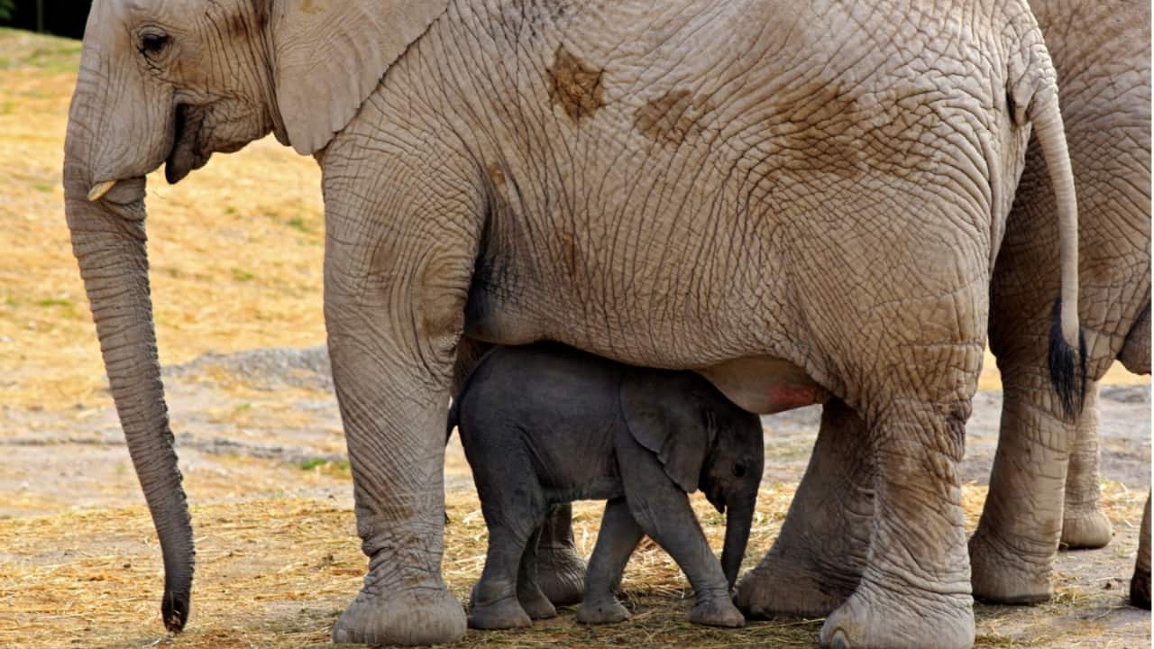 Namibia to kill over 700 wild animals to feed its people amid severe drought, famine