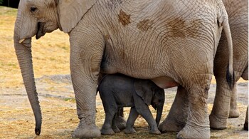Professional hunters will carry out the cull and the meat will be distributed to those impacted by the drought, especially in rural areas. (File photo: AFP)