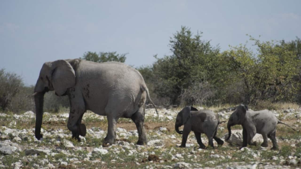 Among the animals being killed, elephants are specifically being targeted for their meat. (File photo: AFP)
