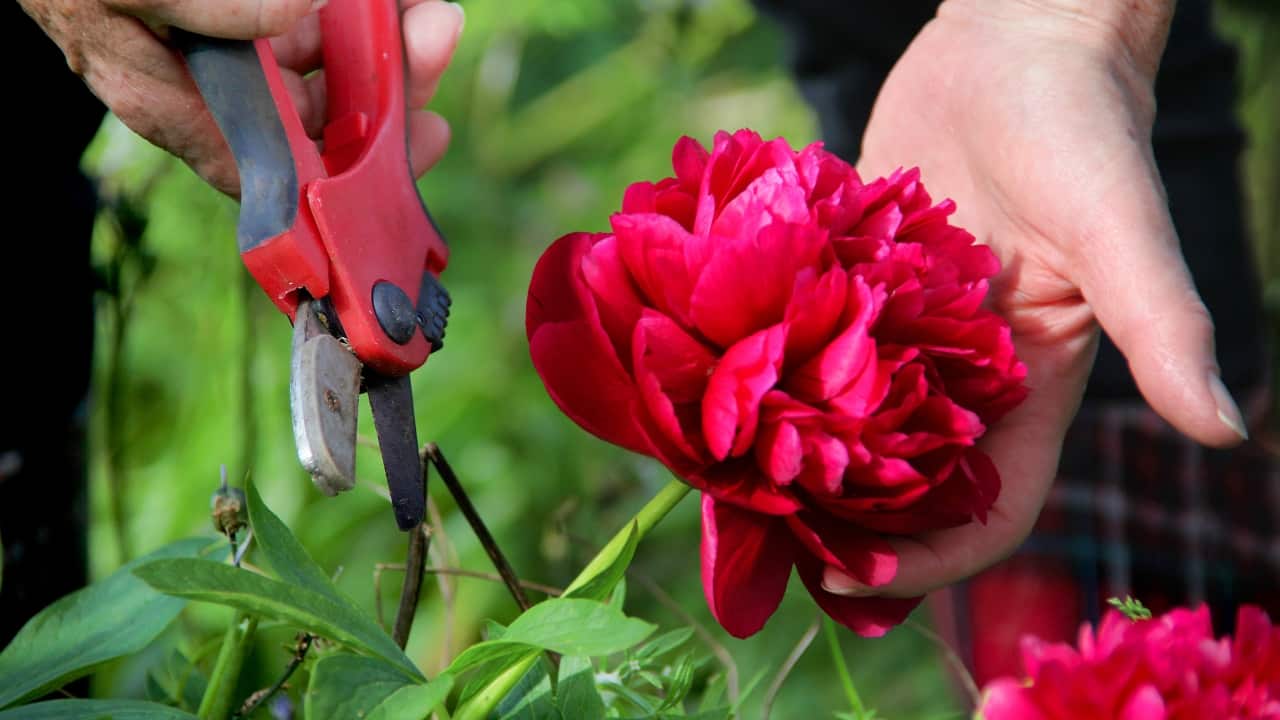 Easy gardening tips: Here's how to start your own cutting garden