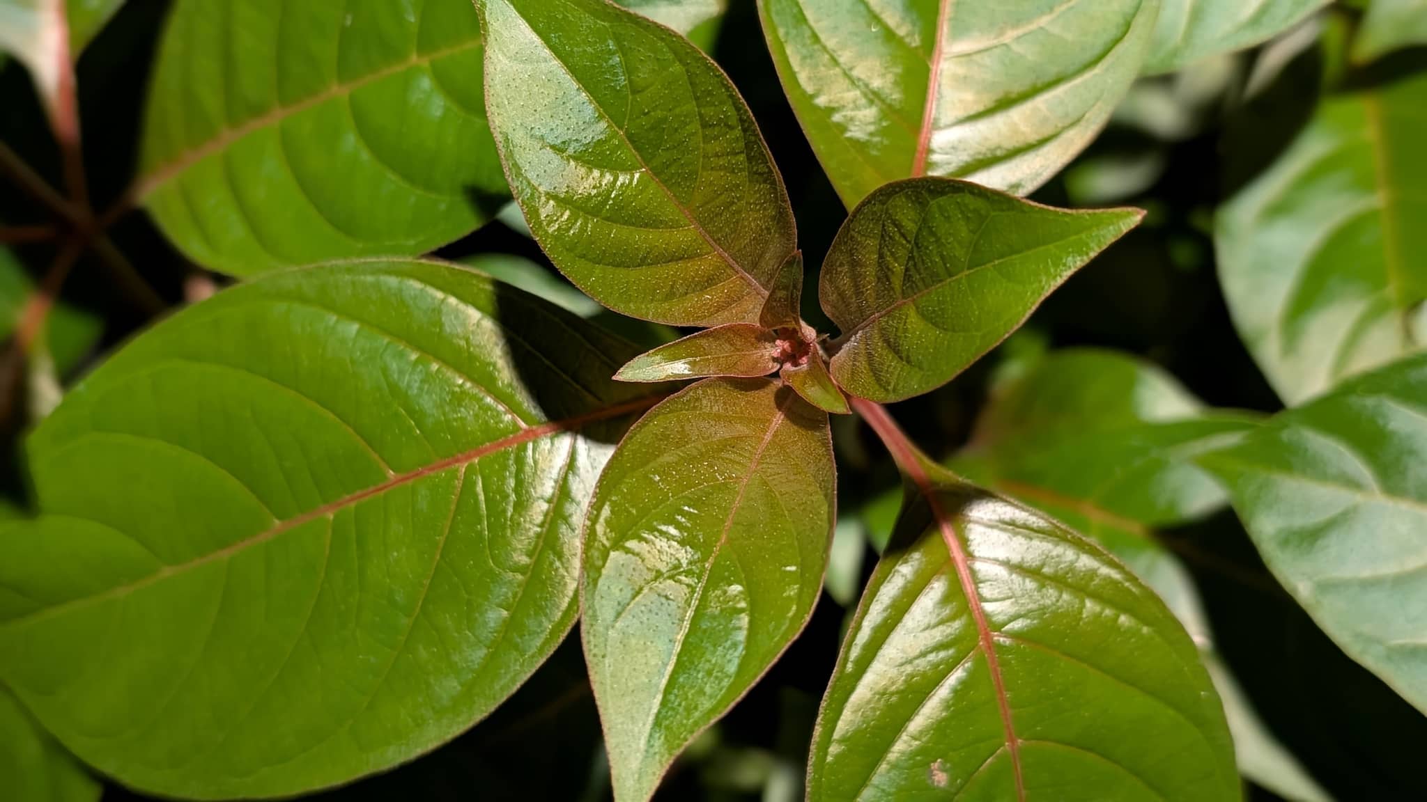 Pixel 9 camera sample